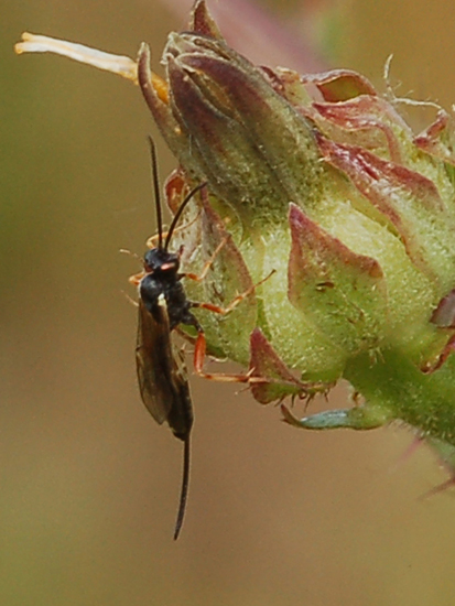 Xeris spectrum? (Siricidae) No. Icneumonidae